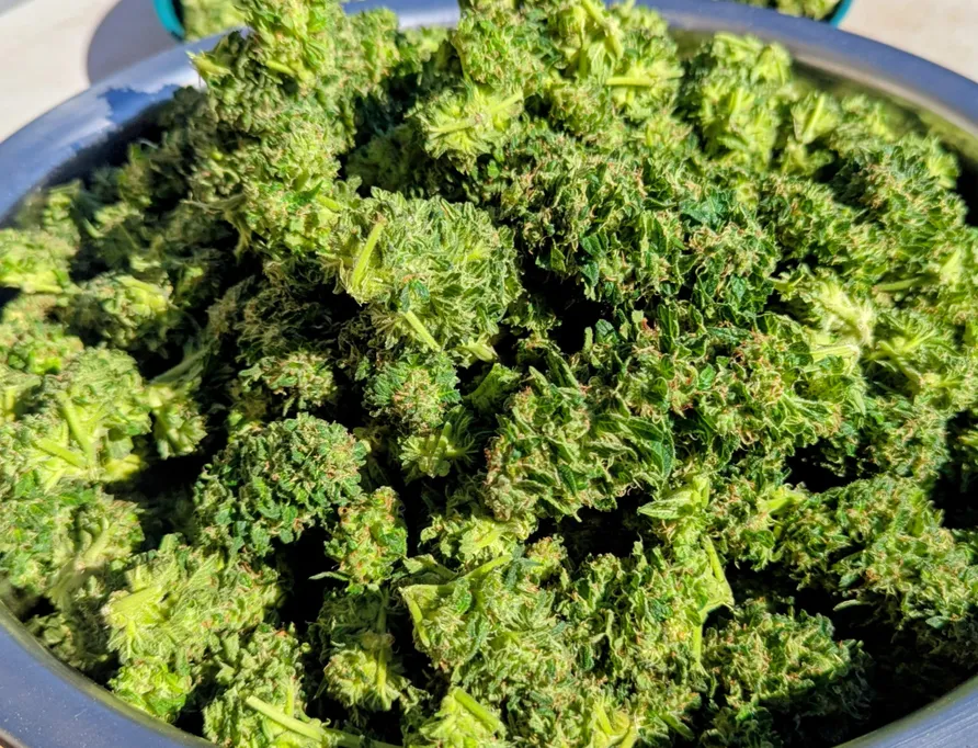Blueberry Mojito — Flower, Divine Toke Detroit, photo 2